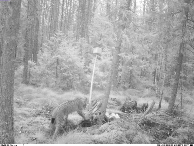 iso_kissa_saarenkylalla_lokakuussa_2018