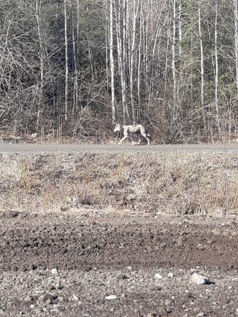 Susi saarenkyl&auml;ntiell&auml; 14.5.2019