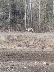 Susi saarenkyl&auml;ntiell&auml; 14.5.2019
