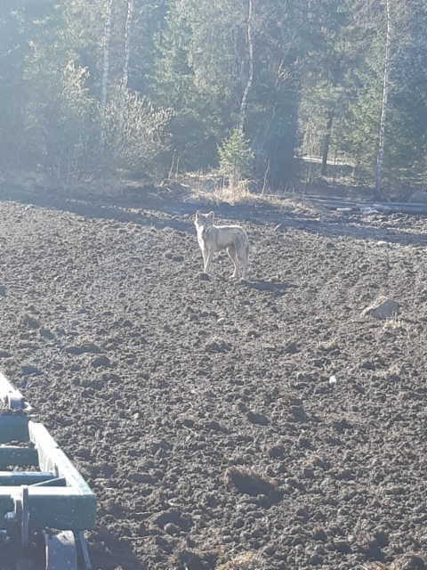 Susi peuranevan pellolla 14.5.2019