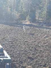 Susi peuranevan pellolla 14.5.2019