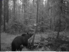 karhu_saarenperalla_juhannus_yona_2021