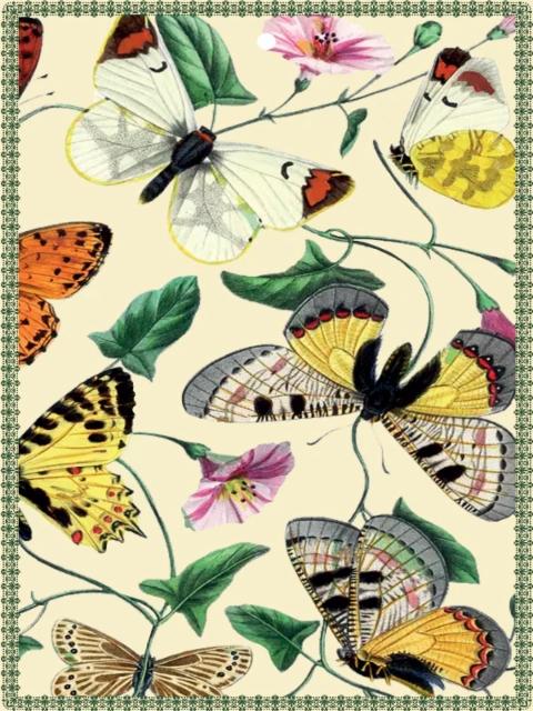 alusta_butterflies_ alusta_butterflies_