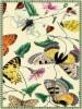 alusta_butterflies_