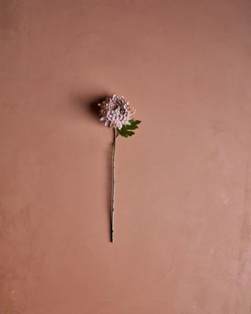 Tekokukka, krysanteemi