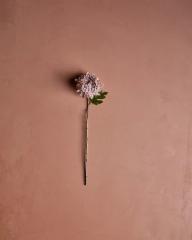 tekokukka_krysanteemi