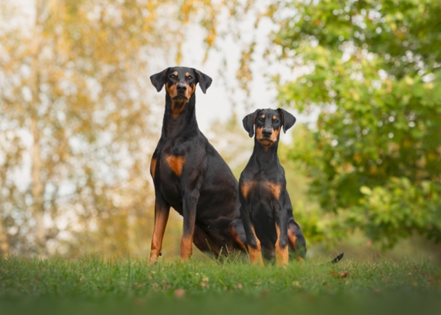 Scarlet & Boris 15 weeks ©Eini Meri