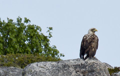 kotka1