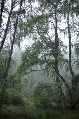 Styrsholmarna