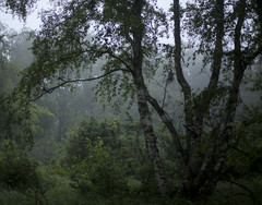 Styrsholmarna