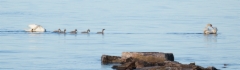 joutsentapahtumia090713