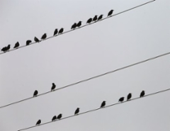 birds-on-electric-wires-3744908__340