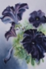 My black petunia