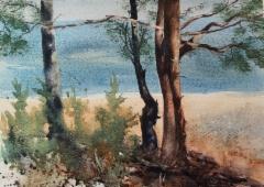 Northern summer