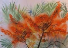 Tyrni/ Buckthorn