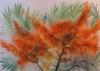 Tyrni/ Buckthorn