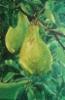 Pears