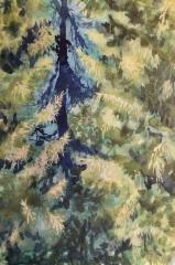 Spring in the spruce forest