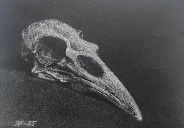 Skull Skull