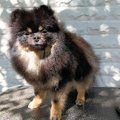 Minka pesty ja trimmattu