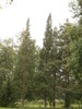 Pilarimänty (Pinus sylvestris `Northern spike´)