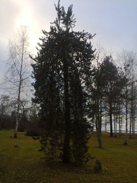 Pinus sylvestris Pohto