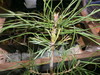 variegated_pine_started