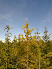Pinus_sylvestris_ruska