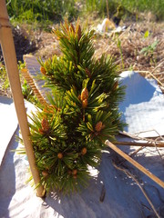 Pinus longaeva `Sherwood compact´
