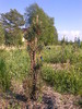 Pinus_sylvestris_fastigiata