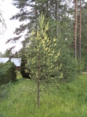 Kultamänty Kärsämäki 18.7.2015