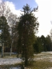 Pinus sylvestris `Pohto´