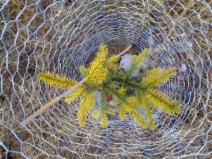 Talvikultakuusi,Kangas, Ylivieska (Ylivieska gold)