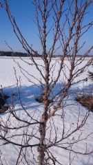 alnus_incana_f._gibberosa