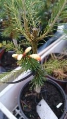 Picea abies `Vanaja&acute;