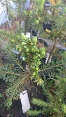 Picea abies`Sivill WB&acute;
