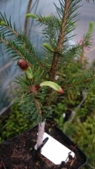 Picea glauca `Dent&acute;