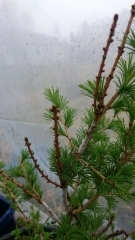 Larix sibirica `Kaisa&acute; varte