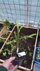 Picea abies f.condensata `Ukko&acute;