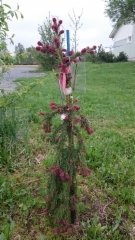 Picea abies `Punapaula&acute;