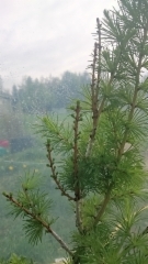 Larix sibirica `Kaisa&acute; varte