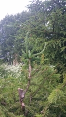 Picea abies `Pyh&auml;joki special&acute;