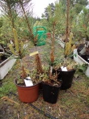 Pinus sylvestris `Aurea´ vartteet