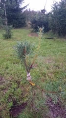 Pinus sylvestris `Sklerosis´