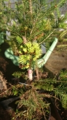 Picea abies `Gold nugget´ (Aurea WB)