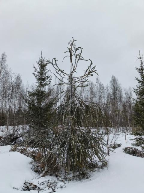 Upea käärme kuusi Haapavedellä Upea käärme kuusi Haapavedellä