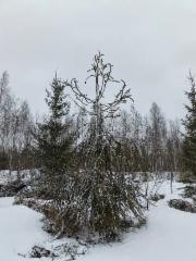 Upea käärme kuusi Haapavedellä