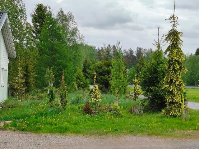 Kultakuusia ym. pihanlaidassa Kultakuusia ym. pihanlaidassa