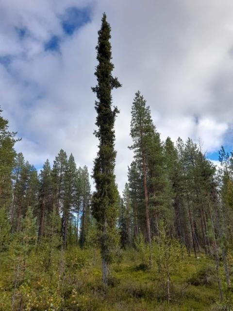 Pylväskuusi Sallassa (Kuva:A.Kallunki) Pylväskuusi Sallassa (Kuva:A.Kallunki)