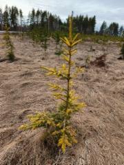 Kultakuusi 'Horstman's yellow form' h&auml;ik&auml;iseviss&auml; talviv&auml;reiss&auml;
